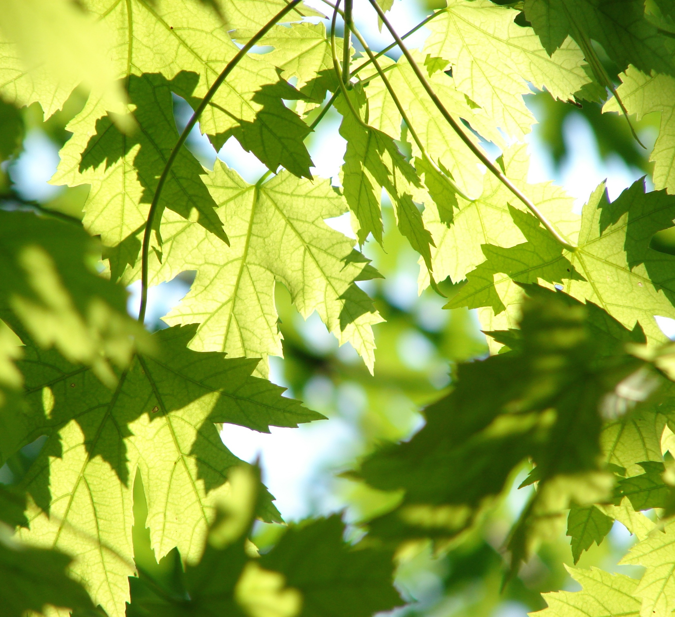 leaf