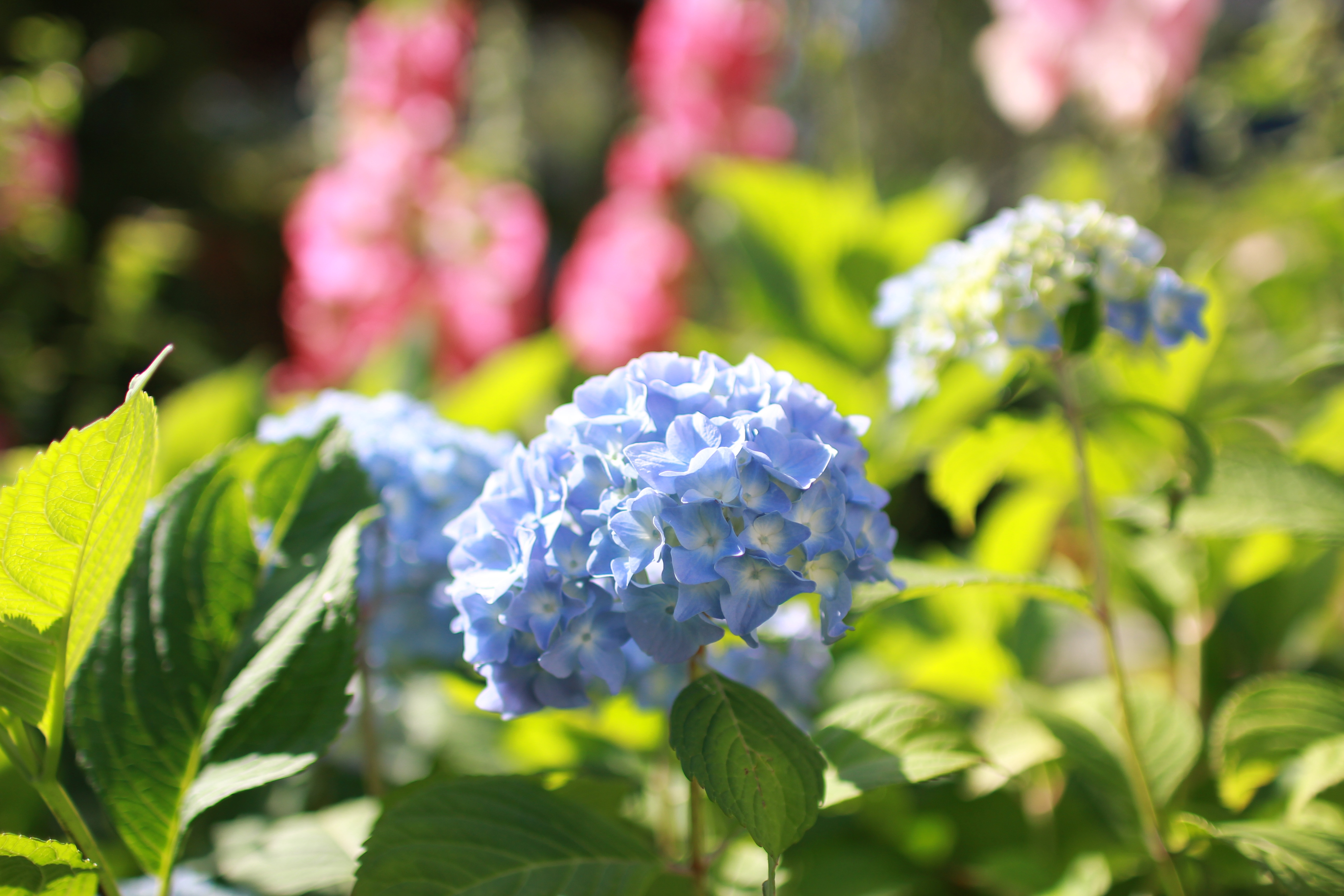 hydrangea-2768645